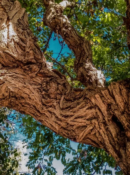Pionowe Ujęcie Gałęzi Drzewa Starego Drzewa — Zdjęcie stockowe