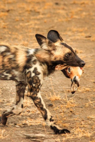 Cão Selvagem Africano Com Uma Cabeça Veado Decapitada Reserva Selous — Fotografia de Stock