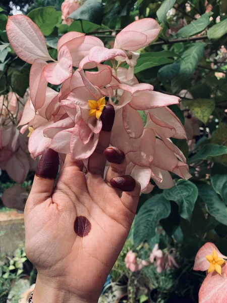 Närbild Bild Indisk Kvinnlig Hand Som Håller Vackra Rosa Mussaenda — Stockfoto