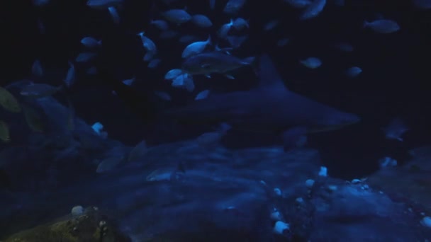 Nahaufnahmen Vom Leben Aquarium — Stockvideo