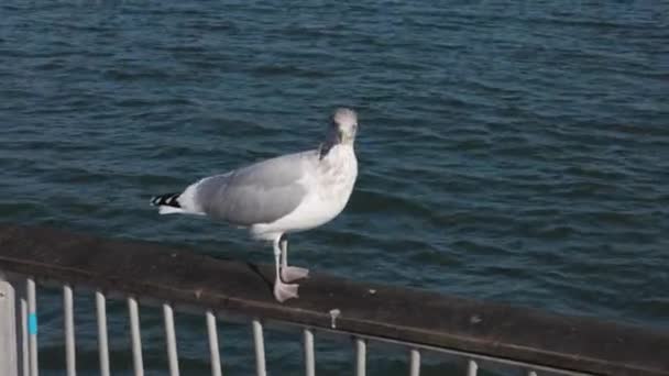 城中码头上的鸟儿 — 图库视频影像