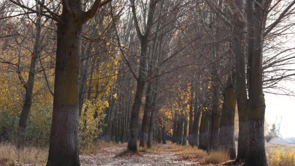 Renkli Sonbahar Ağaçlarının Güzel Bir Görüntüsü — Stok video