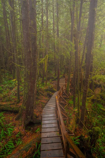 日光の下で緑に覆われた森の中の狭い木製の歩道の垂直ショット — ストック写真