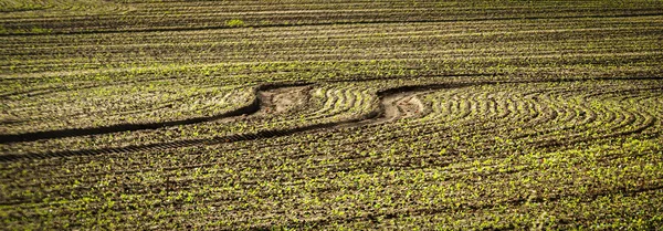 Panoramic Shot Sown Field Narrow Dirt Roads — Stockfoto