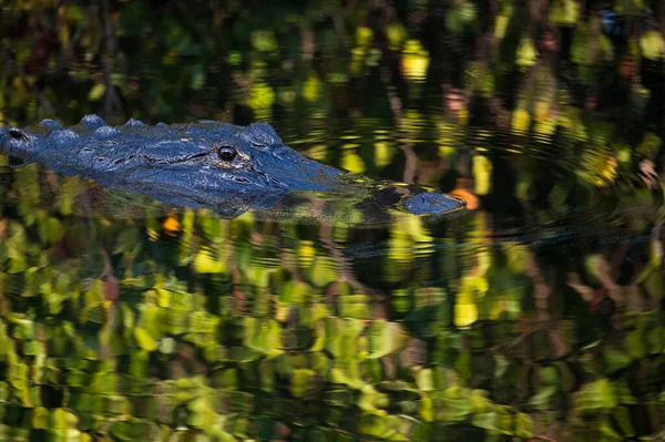 Крупный План Крокодила Пытающегося Спрятаться Воде — стоковое фото
