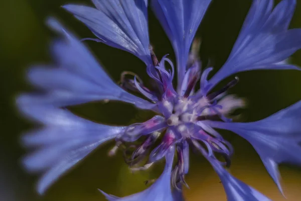 Крупним Планом Красиві Блакитні Квіти Полі — стокове фото