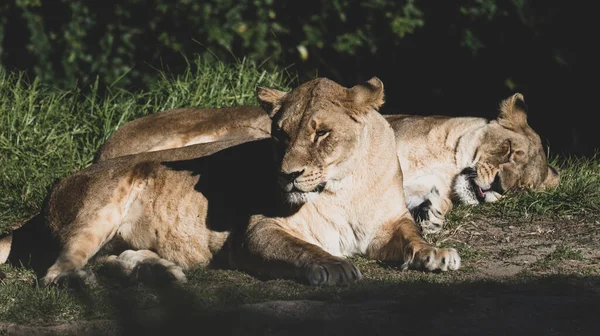 Couple Lionesses Resting Sun — Stockfoto