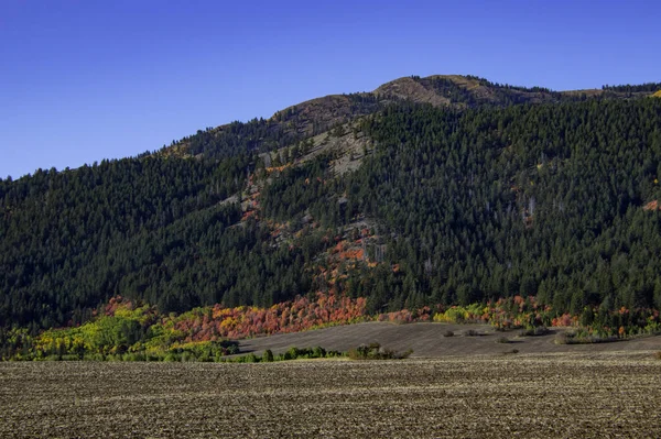 晴れた日には高原の木々の秋の風景 — ストック写真