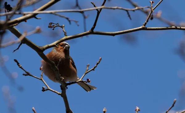 Pták Sedící Jarním Stromě — Stock fotografie
