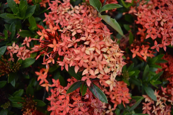 Closeup Shot Beautiful Flower Garde — Stock Photo, Image