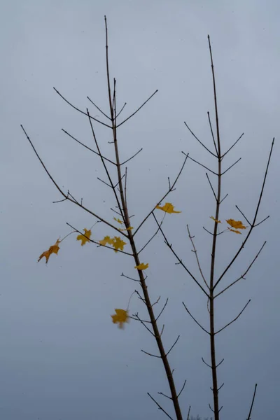 Tiro Vertical Ramos Com Folhas Outono Contra Céu Nublado — Fotografia de Stock
