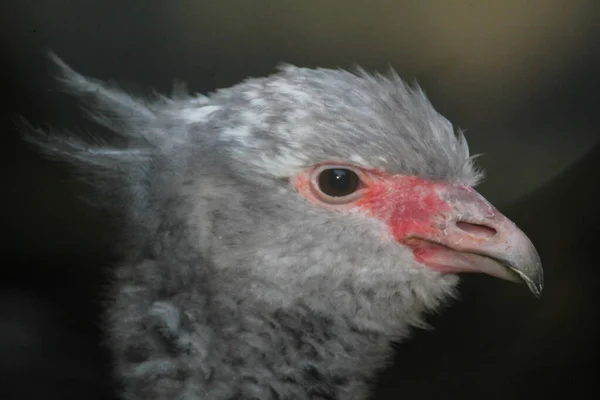 Headshot Southern Screamer Blurred Background — Fotografia de Stock