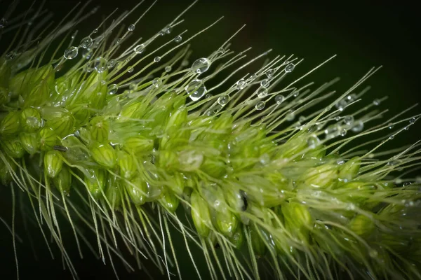 Макросхема Зеленої Трави Лисиці Краплями Води — стокове фото