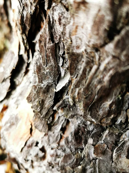 Plan Rapproché Une Écorce Arbre Texturée Ancienne Poussant Dans Forêt — Photo