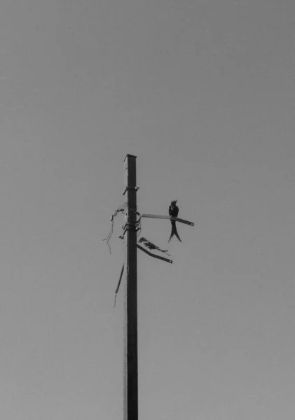 Disparo Vertical Escala Grises Una Golondrina Posada Una Luz Calle —  Fotos de Stock