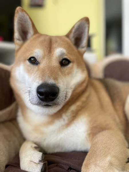 Primer Plano Mullida Marrón Adorable Perro Shiba Inu Acostado Cama —  Fotos de Stock