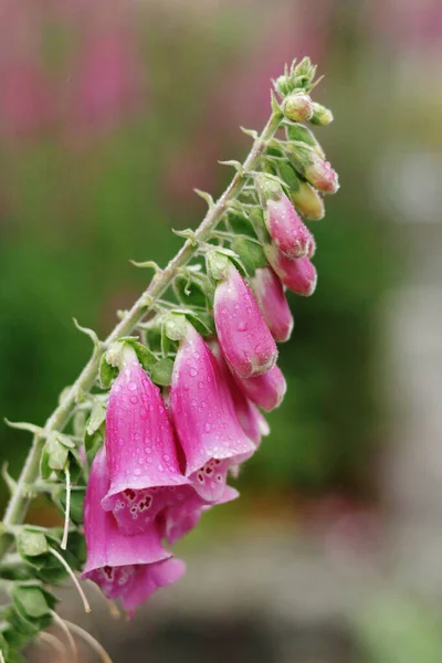 Closeup Shot Bellflowers Sunny Day — Fotografia de Stock