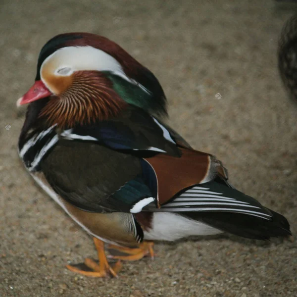 Canard Mandarin Mignon Debout Sur Gro — Photo