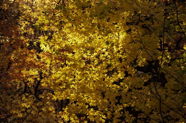 Ένα Κοντινό Πλάνο Από Χρυσά Φθινοπωρινά Φύλλα Δέντρων — Φωτογραφία Αρχείου