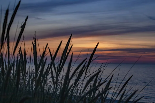 Прекрасний Вид Рослини Біля Моря Небом Заходу Сонця Задньому Плані — стокове фото