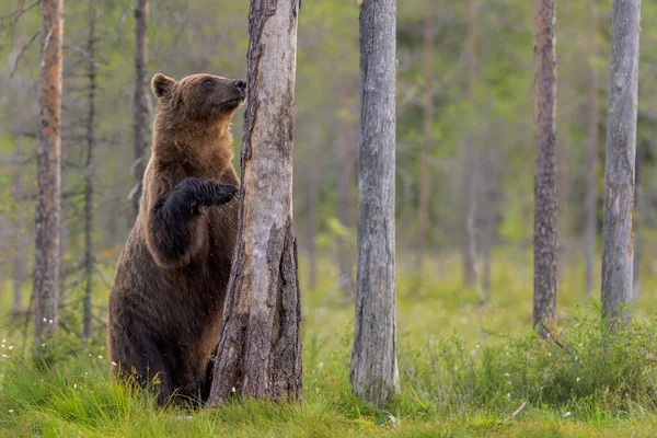 Een Europese Bruine Beer Het Bos Van Ursus Arctos Finland — Stockfoto