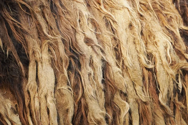 シャギーのクローズアップショットロバの毛皮のマット — ストック写真