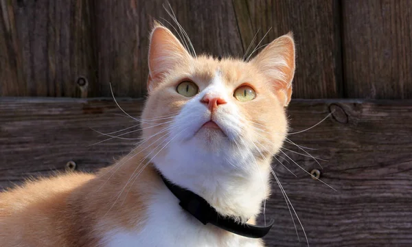 かわいい猫のクローズアップショット — ストック写真
