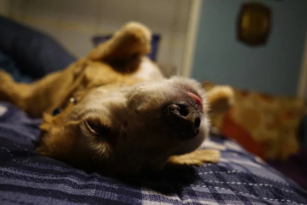 Ένα Κοντινό Πλάνο Ενός Αξιολάτρευτου Σκύλου Που Κοιμάται Στην Κρεβατοκάμαρα — Φωτογραφία Αρχείου