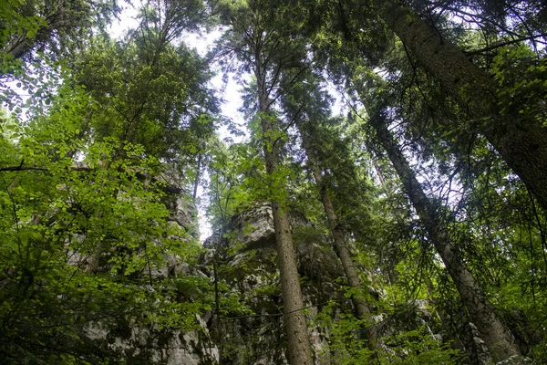 Una Toma Ángulo Bajo Los Árboles Verdes Altos Bosque — Foto de Stock