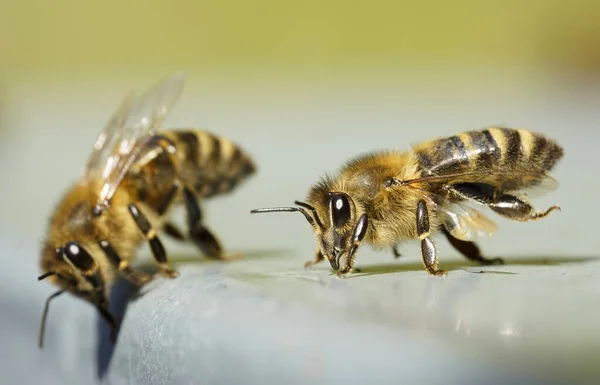 蜂の巣の蓋に蜂のクローズアップショット アピス メリフェラ — ストック写真