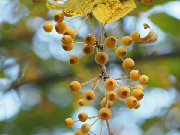 Closeup Shot Yellow Pieris Berries — Fotografia de Stock