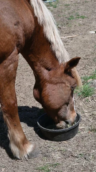 Bedårende Hest Naturen Begrep Dyreliv Ranch Makt – stockfoto