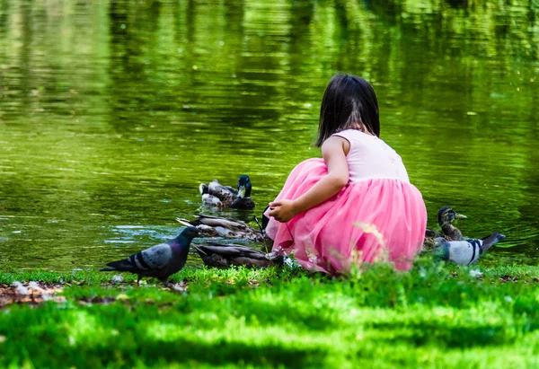 Beautiful Shot Child Feeding Ducks Lake Park — Fotografia de Stock