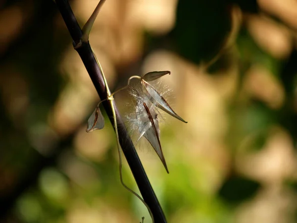 Close Shot Plant Day — 图库照片