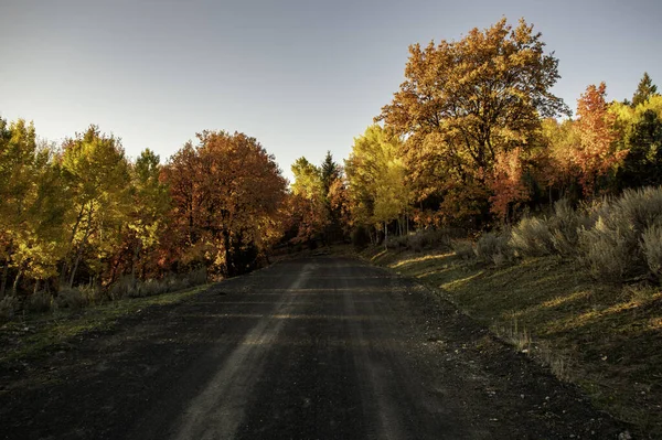 Caminho Planalto Com Árvores Outonais Dia Ensolarado — Fotografia de Stock
