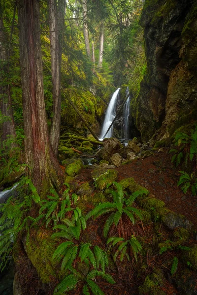 Vertikální Záběr Kapradinového Listí Stromů Malým Vodopádem Lese — Stock fotografie