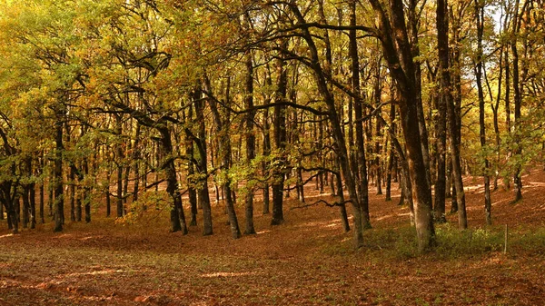 Красивый Вид Золотой Дубовый Лес Осенью Юго Западе Греции — стоковое фото