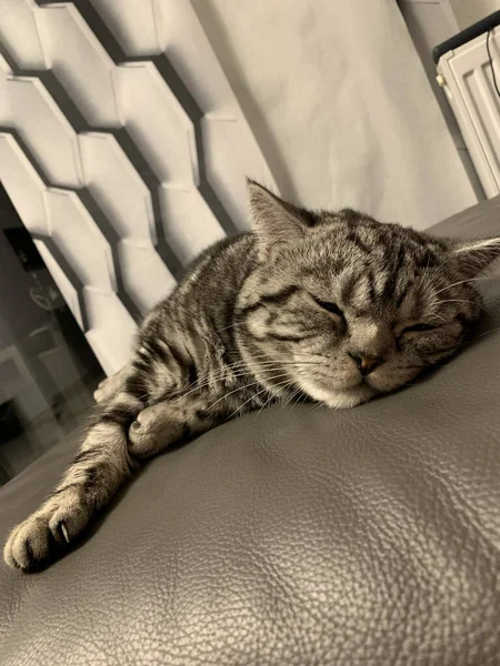 Tiro Perto Gato Adormecido — Fotografia de Stock