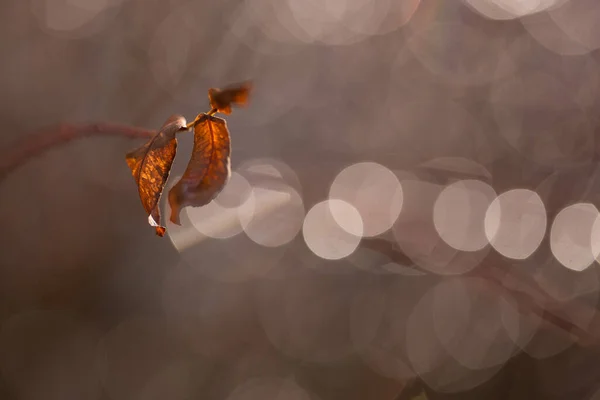 Macro Shot Autumn Tree Branches Rain Raindrops Glitter Bokeh Background — 图库照片