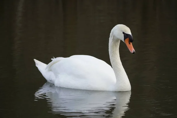 Closeup Shot White Swan Swimming — Foto Stock