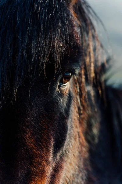 Güneşin Altında Bulanık Bir Geçmişi Olan Güzel Kahverengi Bir Atın — Stok fotoğraf