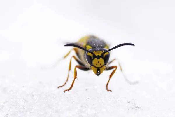 Macro Shot Wasp Snow — Stockfoto