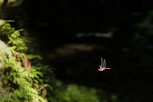 湖の向こうにトンボが優雅に飛び立つ 自然を観察し 瞑想し または単にマインドフルネスを実践しながら 現在にある招待状 — ストック写真