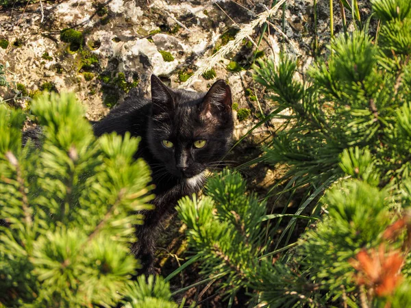 モミの木の針の後ろに隠された黒い猫 — ストック写真