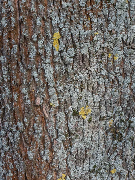 Los Detalles Corteza Del Árbol Con Liquen Amarillo Gris —  Fotos de Stock