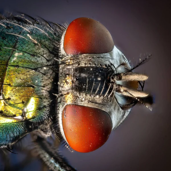 Makroaufnahme Der Augen Einer Fliege — Stockfoto