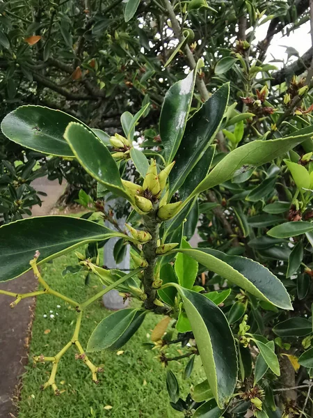 Vertical Shot Portuguese Laurel Plant Prunus Lusitanica — Stock fotografie