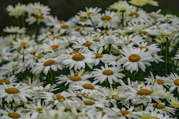 Gros Plan Belles Fleurs Marguerite Dans Une Garde — Photo