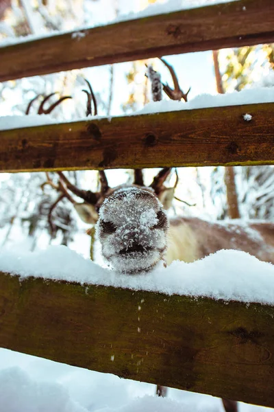 Pionowe Ujęcie Renifera Pobliżu Płotu Wietrznym Lesie Pokrytym Śniegiem — Zdjęcie stockowe