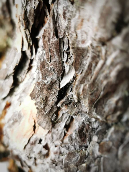 Closeup Shot Textured Old Tree Bark Growing Forest — Stockfoto